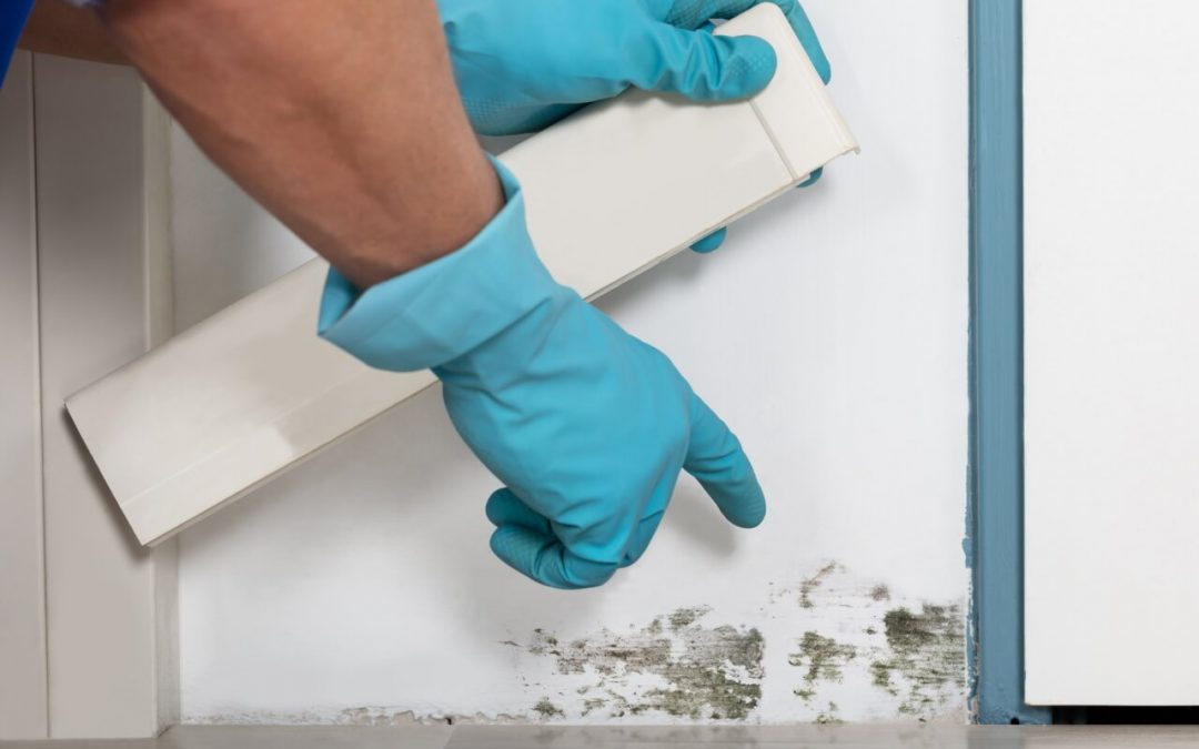 stop mold growth