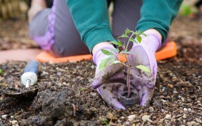 Autumn Landscaping: Plants for the Fall Season